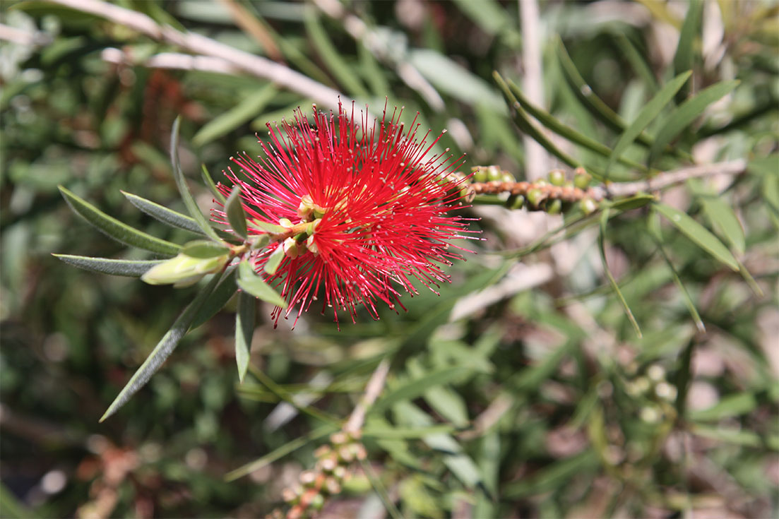 Wholesale Nursery in Melbourne